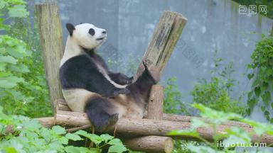 大熊猫靠着树翘着脚丫4K实拍